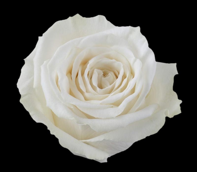 PLAYA BLANCA COLOMBIAN ROSE