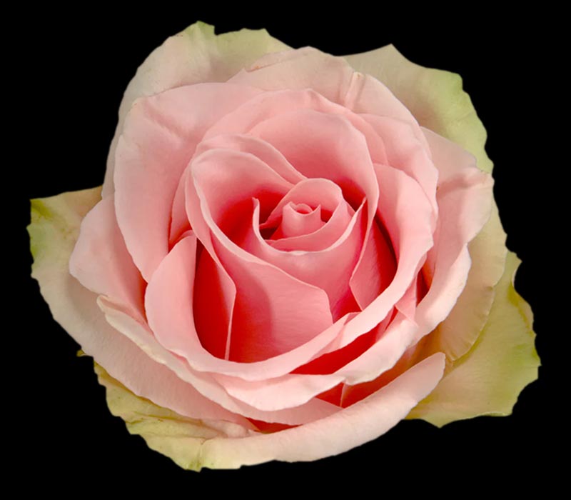 ABSOLUT COLOMBIAN ROSE