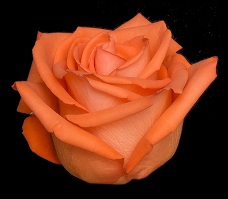 ALIVE COLOMBIAN ROSE