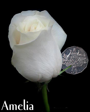 AMELIA COLOMBIAN ROSE