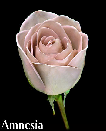 AMNESIA COLOMBIAN ROSE