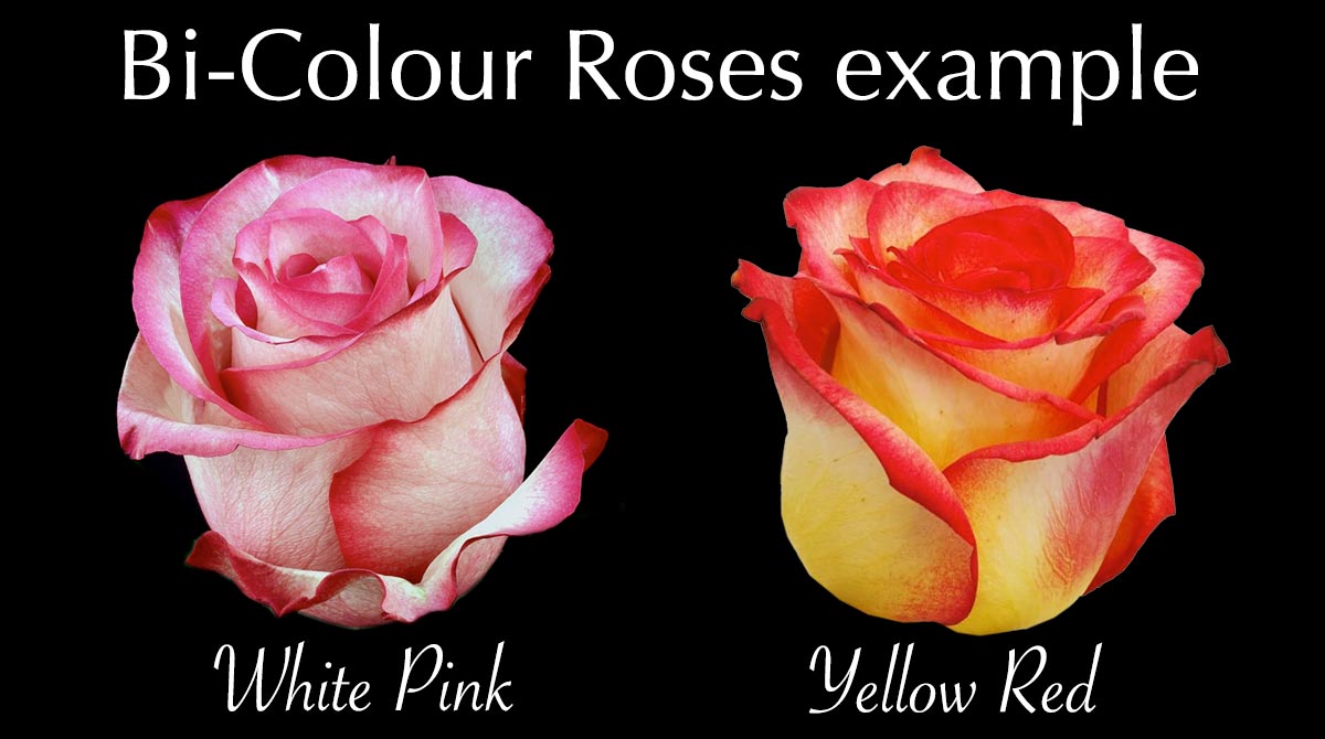 BI-COLOUR COLOMBIAN ROSES