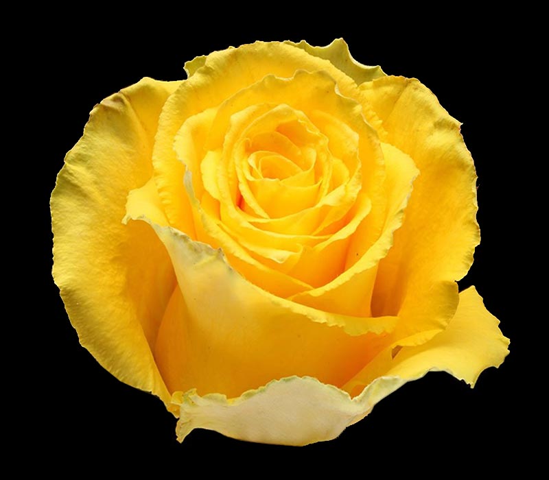 BIKINI COLOMBIAN ROSE