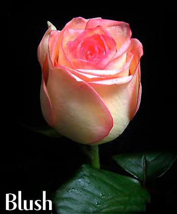 BLUSH COLOMBIAN ROSE