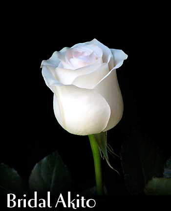 BRIDAL AKITO COLOMBIAN ROSE
