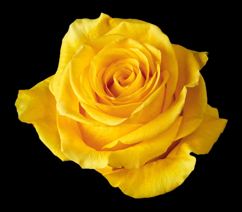 BRIGTHON COLOMBIAN ROSE