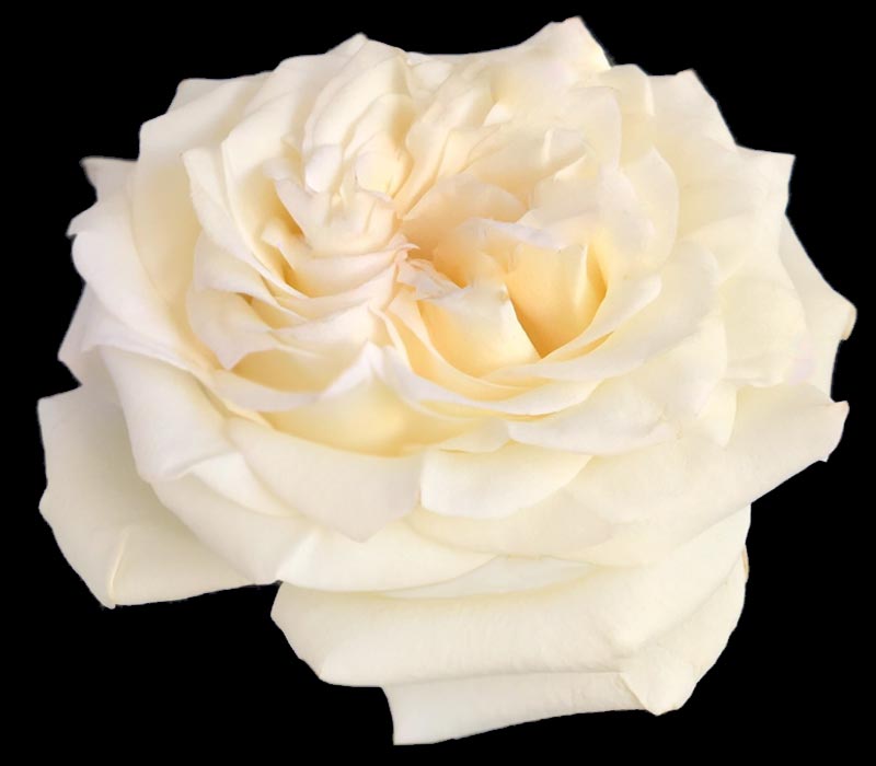 CANDLE LIGHT COLOMBIAN ROSE