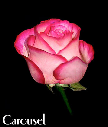 CAROUSEL COLOMBIAN ROSE