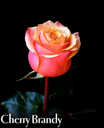 CHERRY BRANDY COLOMBIAN ROSE