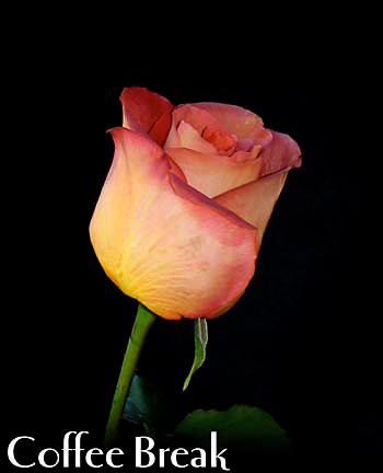 COFFEE GREAK COLOMBIAN ROSE
