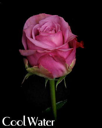COOL WATER COLOMBIAN ROSE