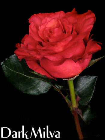 DARK MILVA COLOMBIAN ROSE