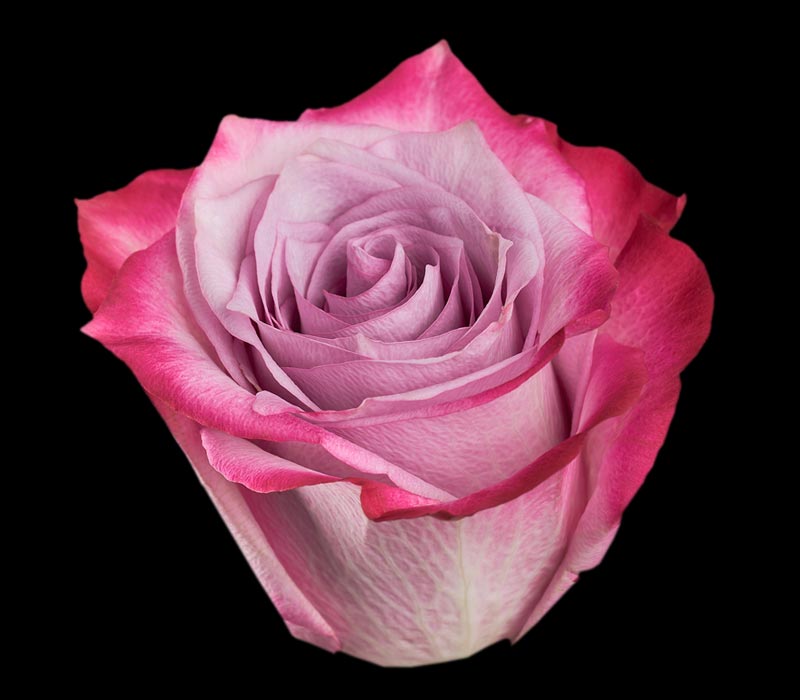 DEEP PURPLE COLOMBIAN ROSE