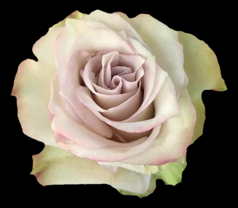 DEEP SILVER COLOMBIAN ROSE