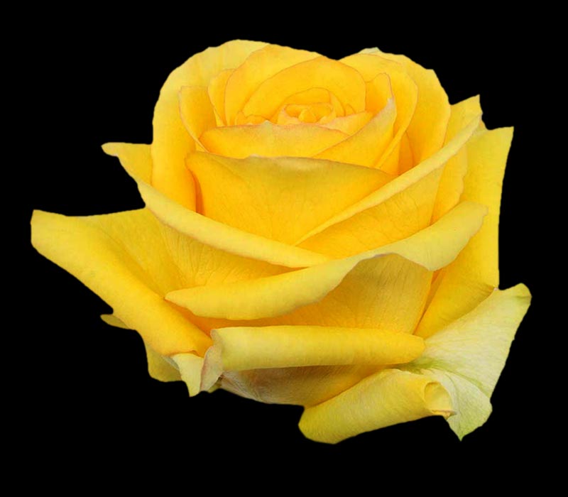 DEJAVU COLOMBIAN ROSE