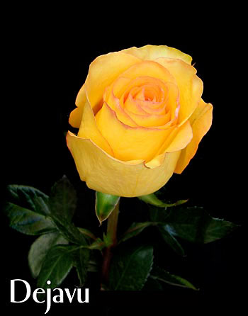 DEJAVU COLOMBIAN ROSE