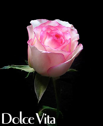 DOLCE VITA COLOMBIAN ROSE