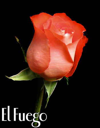 EL FUEGO COLOMBIAN ROSE