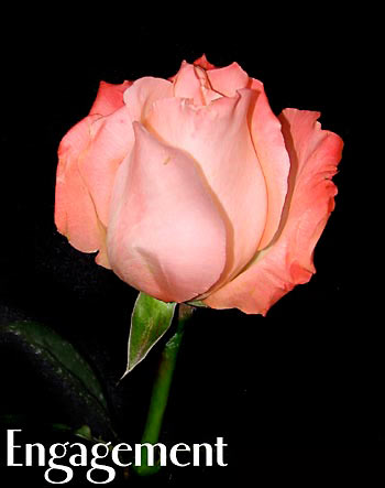 ENGAGEMENT COLOMBIAN ROSE