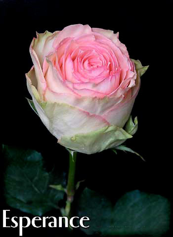 ESPERANCE COLOMBIAN ROSE