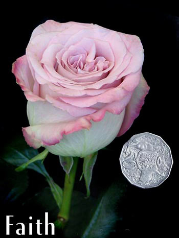 FAITH COLOMBIAN ROSE