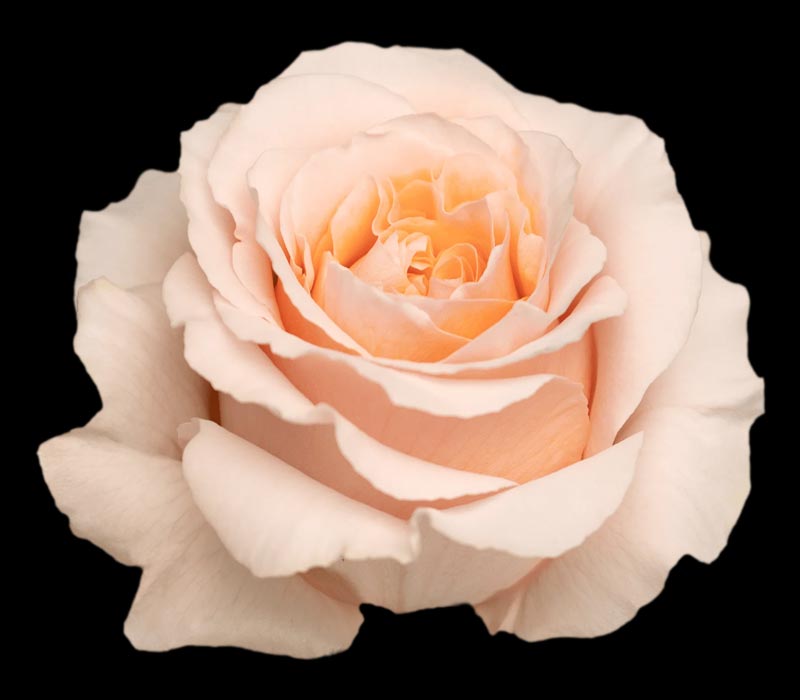 FELICITY COLOMBIAN ROSE