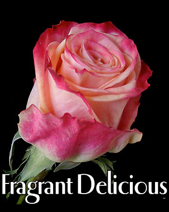 FRAGRANT DELICIOUS COLOMBIAN ROSE