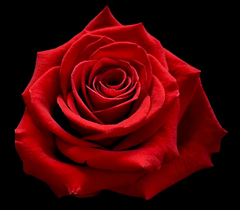 FREEDOM COLOMBIAN ROSE