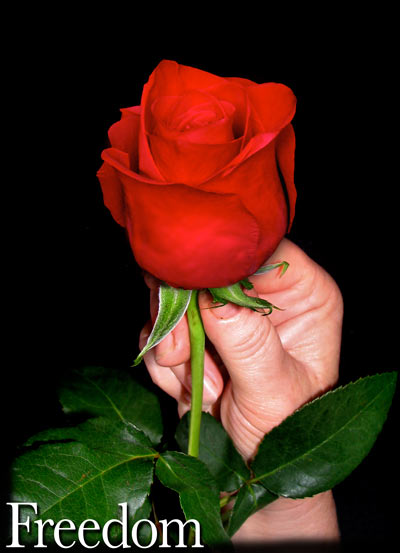 FREEDOM COLOMBIAN ROSE