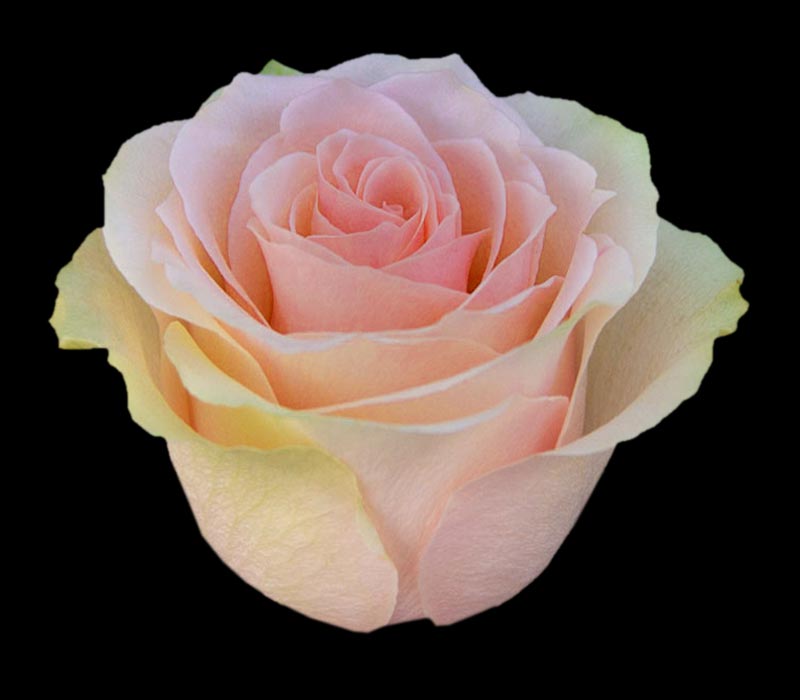 FRUTTETO COLOMBIAN ROSE