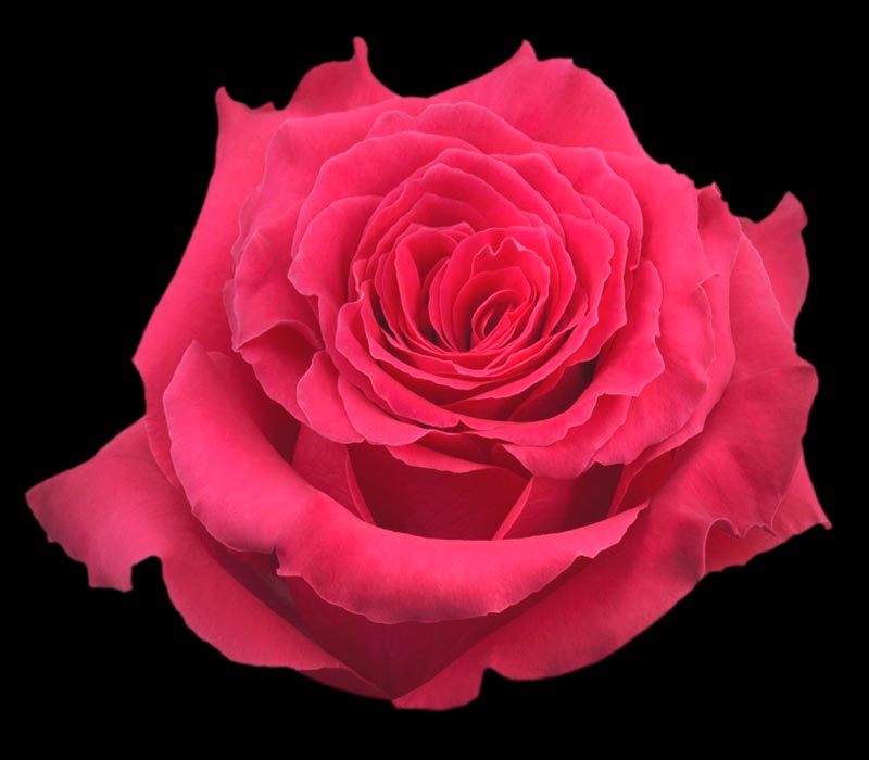 FULL MONTY COLOMBIAN ROSE