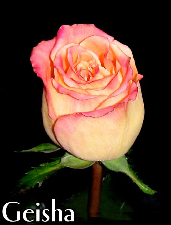 GEISHA COLOMBIAN ROSE