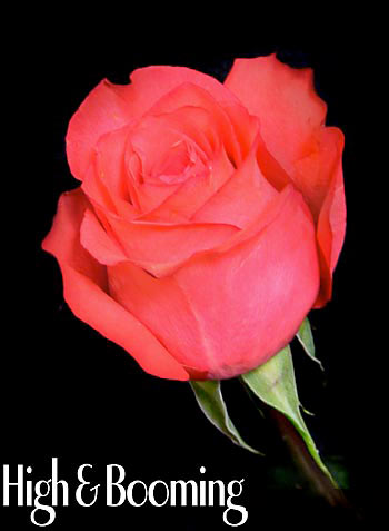 HIGH & BOOMING COLOMBIAN ROSE