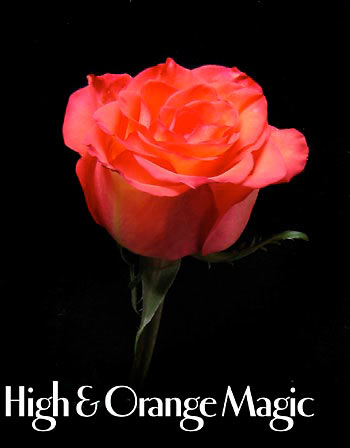 HIGH & ORANGE COLOMBIAN ROSE
