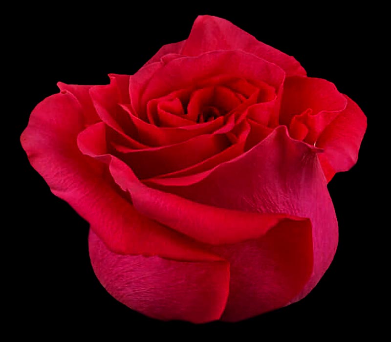 HOT ENIGMA COLOMBIAN ROSE