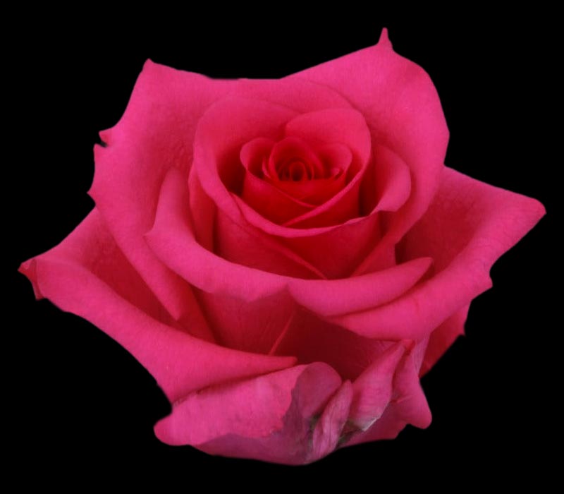 HOT PARIS COLOMBIAN ROSE