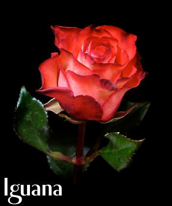 IGUANS COLOMBIAN ROSE