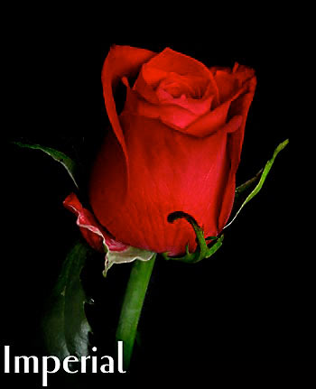 IMPERIAL COLOMBIAN ROSE