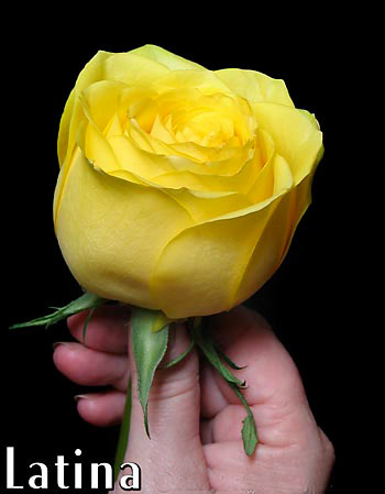 LATINA COLOMBIAN ROSE