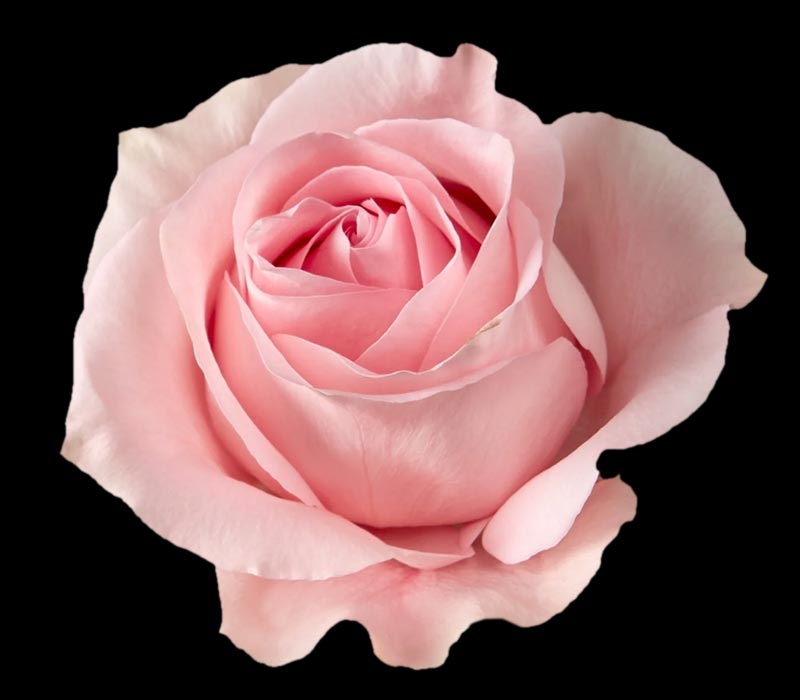 LUCIANO COLOMBIAN ROSE