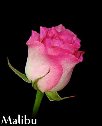 MALIBU COLOMBIAN ROSE