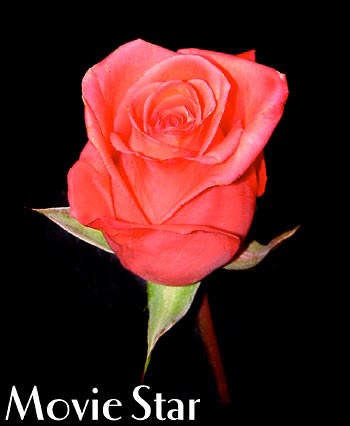 MOVIE STAR COLOMBIAN ROSE