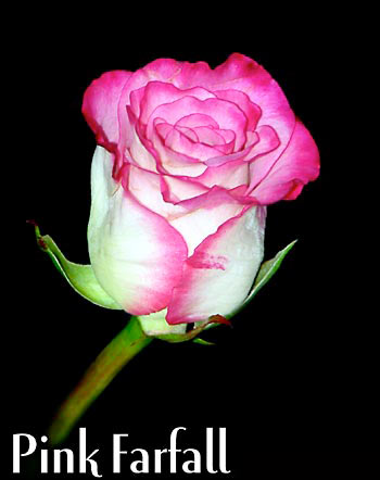 PINK FARFALL COLOMBIAN ROSE