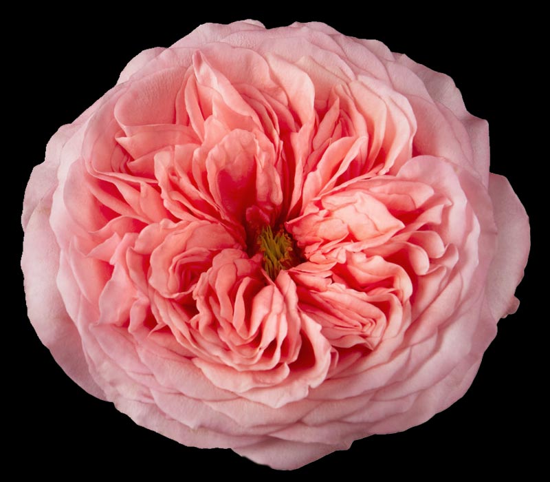 PINK XPRESSION COLOMBIAN ROSE