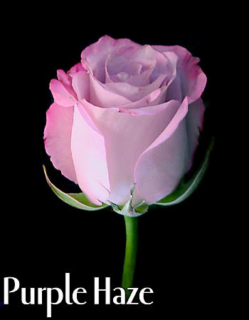 PURPLE HAZE COLOMBIAN ROSE