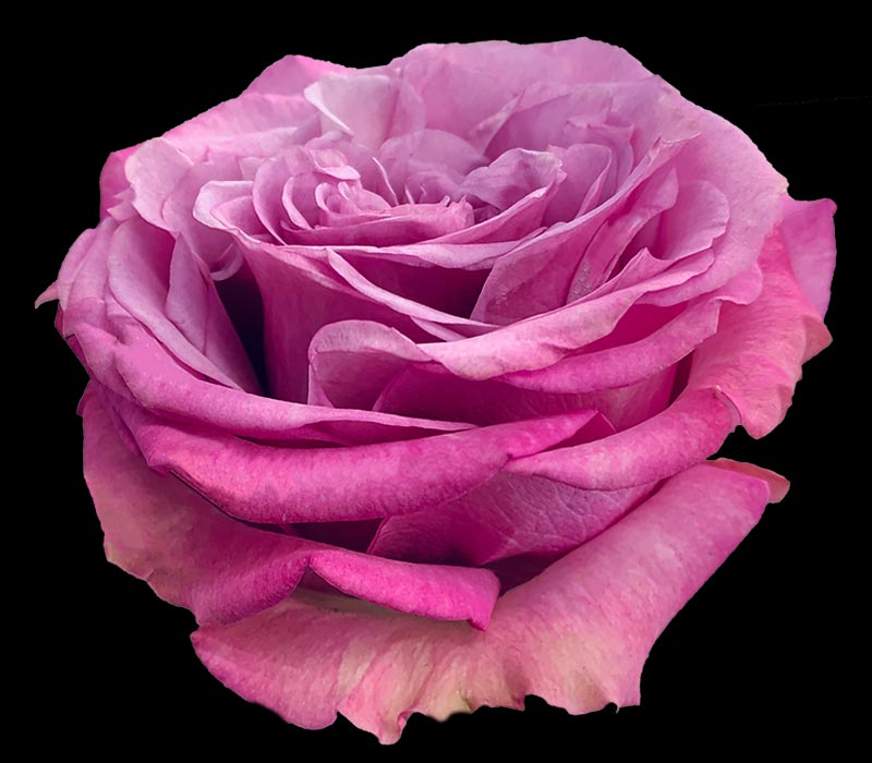 QUEENS CROWN COLOMBIAN ROSE