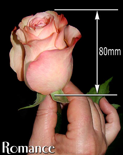 ROMANCE COLOMBIAN ROSE