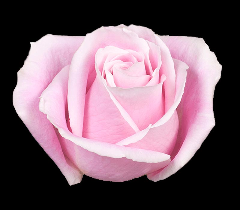 ROSITA VENDELLA COLOMBIAN ROSE