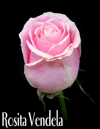 ROSITA VENDELA COLOMBIAN ROSE