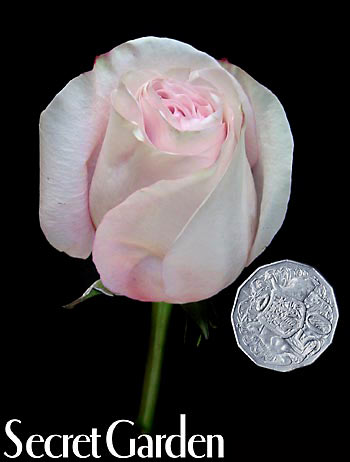 SECRET GARDEN COLOMBIAN ROSE